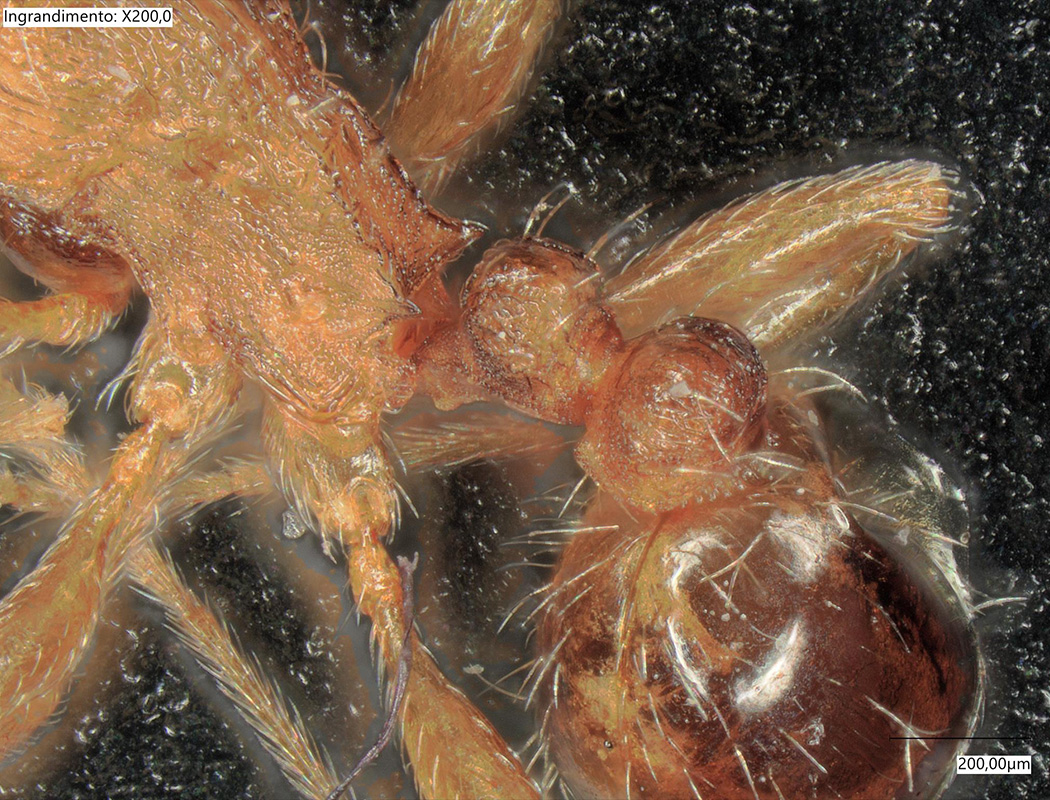 BIOSISTEMI-img-biolab-3