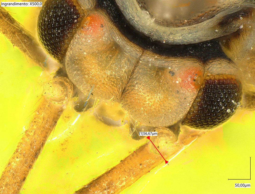 BIOSISTEMI-img-biolab-12