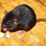 rat-gd56fd5571_1920