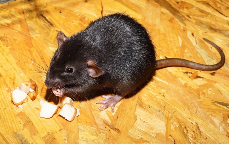 Ratto dei tetti: caratteristiche e metodi di controllo