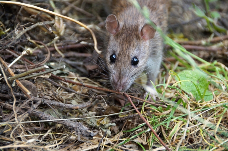 Ratto di fogna: Identificazione, Habitat e Metodi di Controllo