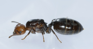 formiche-crematogaster formica crematogaster