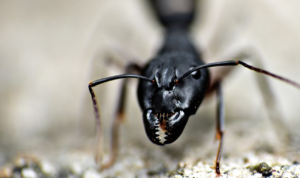 formica-lasius formica lasius