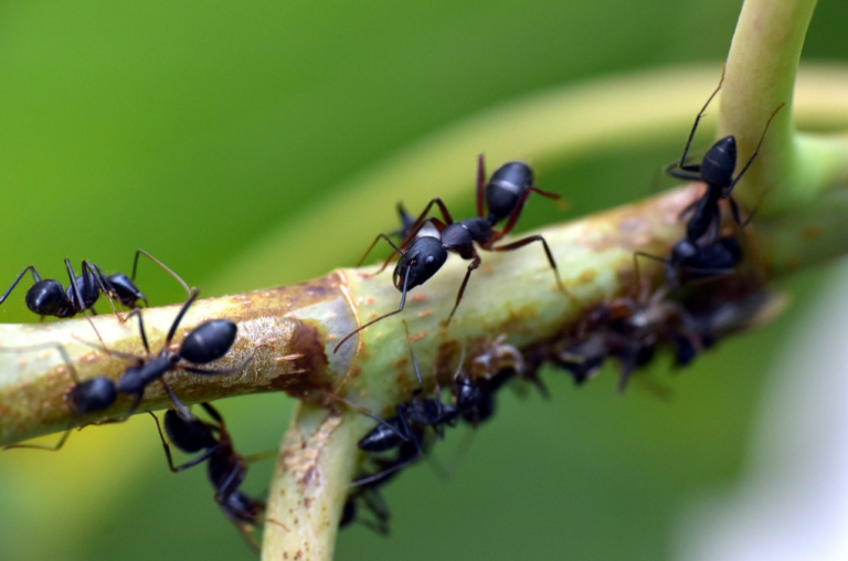 Quali sono le specie di formiche più comuni?