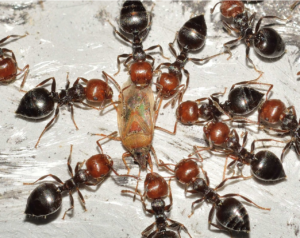 formiche-crematogaster formiche crematogaster mangiano