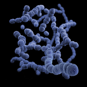 DNA blatta DNA blatta