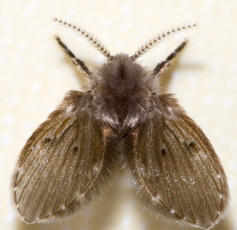 Mosca dei Bagni o degli Scarichi – Caratteristiche e Metodi di Controllo