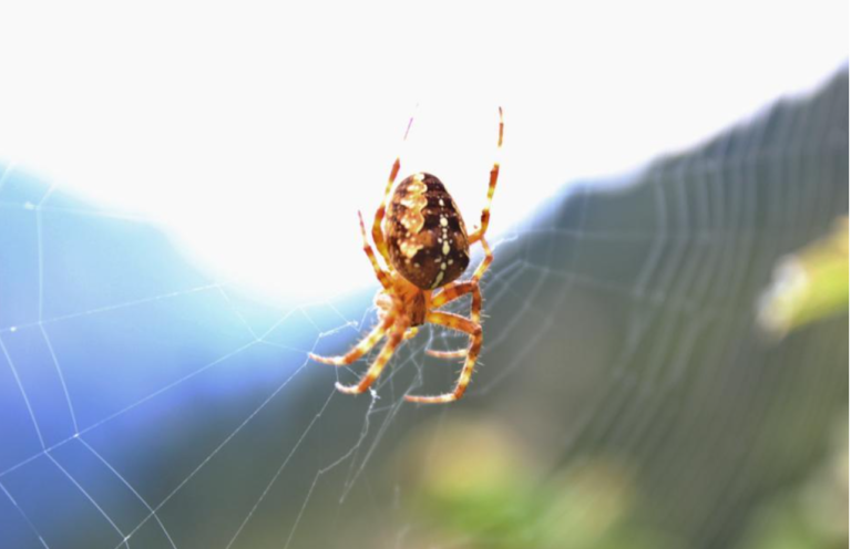 Guida ai ragni più comuni nelle nostre abitazioni e nei nostri giardini