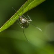 Selective focus shot of a mosquito resting on a green grass