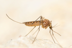 Femmina di Culex pipiens – Foto di Anders Lindström