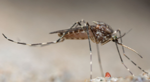 Femmina di Culiseta annulata – Foto di Anders Lindström