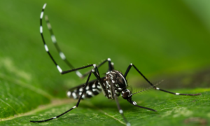 Femmina di Aedes albopictus – Foto di Anders Lindström