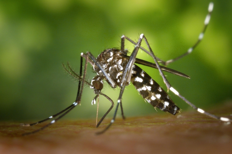 Zanzara Tigre e Dengue: esiste un rischio in Italia?