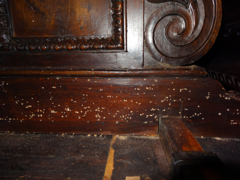 Tarli del legno attaccano l’uomo?