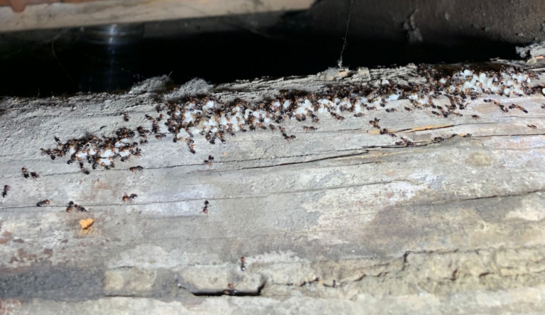 Formiche del legno: danni e disinfestazione