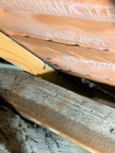Formiche nel sottotetto
