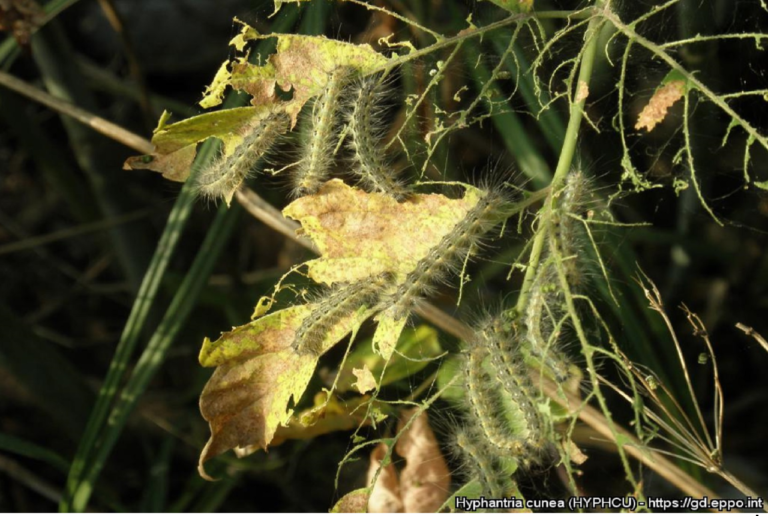 Ho trovato una larva pelosa. E’ una processionaria del pino?