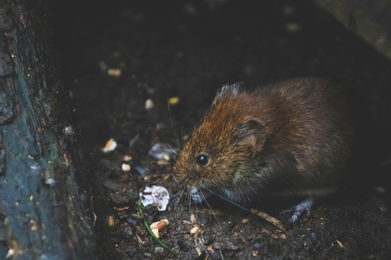 Differenza tra ratto e topo: guida completa