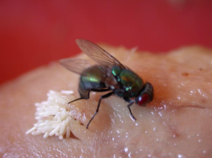 mosca che depone uova