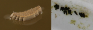 Uova di Culex pipiens