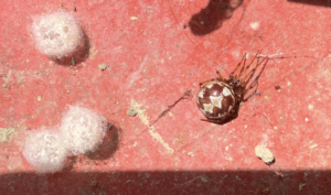 Femmina di Steatoda triangulosa con i suoi 3 ovisacchi.