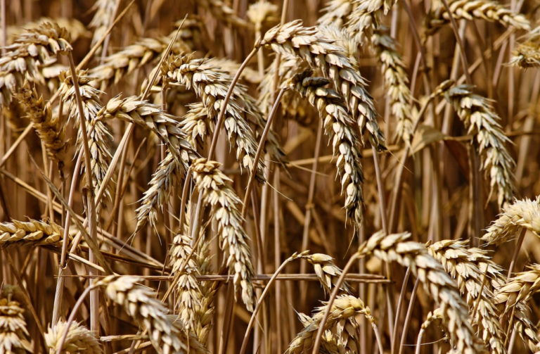 Gli insetti dannosi per l’industria alimentare – Lasioderma, Sitophilus e Oryzaephilus