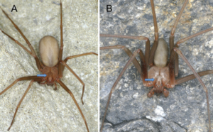 Esemplari adulti di ragno violino. La caratteristica forma di violino che conferisce il nome comune a questa specie è indicata dalla freccia. La femmina è riportata in (A), mentre il maschio in (B). Immagine presa e modificata da Nentwig et al., 2017.