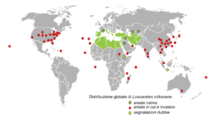 Distribuzione globale del ragno violino. Immagine presa e modificata da Nentwig et al., 2017.