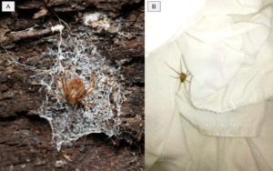 Ragno violino osservato nel proprio habitat naturale, sotto una corteccia (A), e in ambito sinantropico, tra dei panni (B). Foto (A) di Eleftherios Katsillis; Foto (B) presa da aracnofilia.org.
