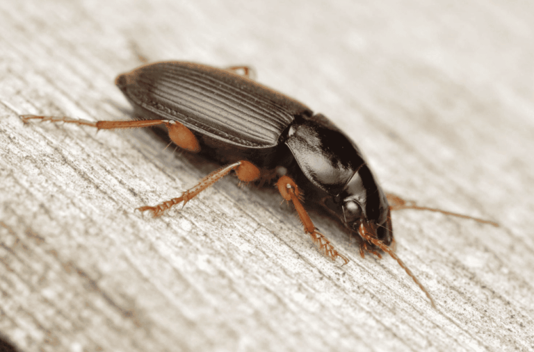 Insetti neri in casa in estate: blatte o coleotteri?