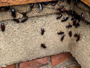 Immagine di Blatte Orientalis o Scarafaggio Nero che infestano un muretto
